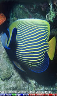 Marine Aquarium Fish 1 FREE - náhled