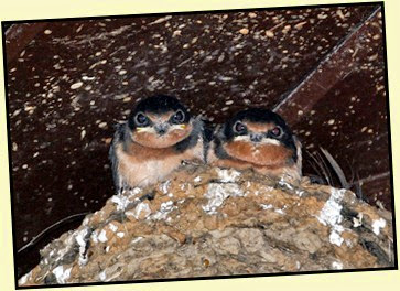 07 - Barn Swallow Chicks