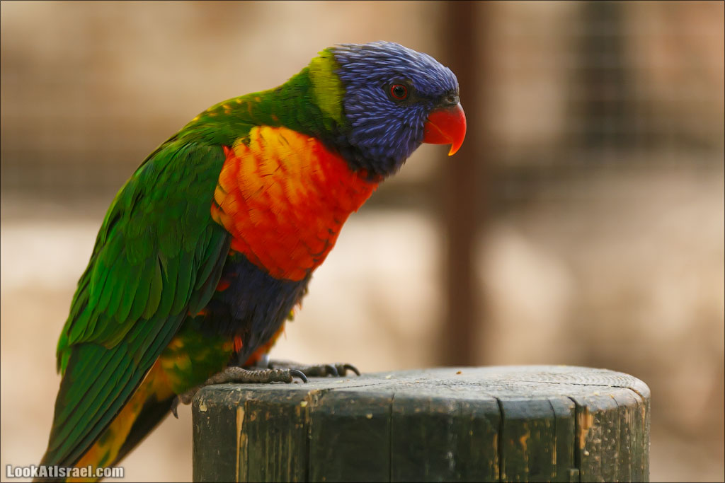Ган Гуру - парк с кенгуру и другими австралийскими животными | Gan Guru | גן גורו | LookAtIsrael.com - Фото путешествия по Израилю