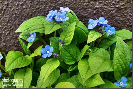 blom_20120412_blue