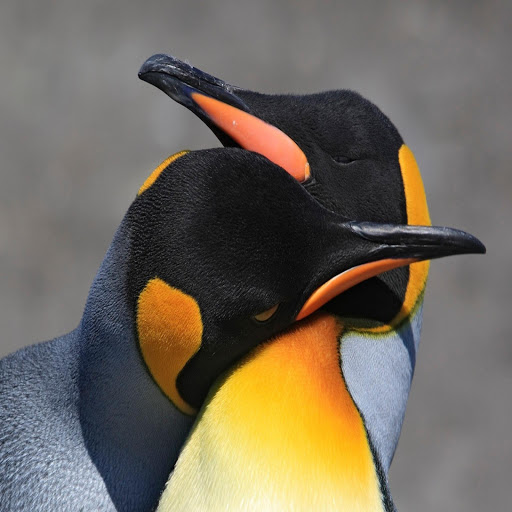 Hd-160530-ascw160530