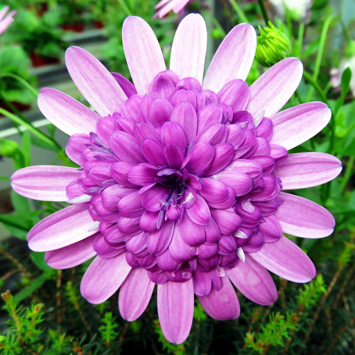 Hd-147111-ascw147111