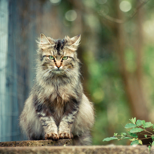 Hd-137487-ascw137487