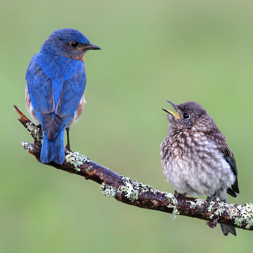 Hd-148404-ascw148404