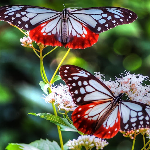 Hd-157350-ascw157350