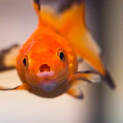 Hd-161163-ascw161163