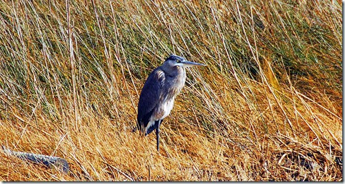 Blue Heron