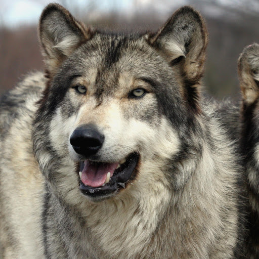 Hd-173490-ascw173490