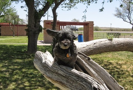 Skruffy in Tree, Rest Area West of Fort Stockton, TX, 2012