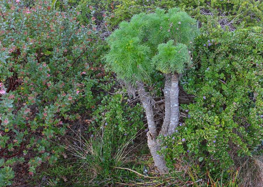 [120211_UCSC_Arboretum_Coreopsis-gigantea_01%255B3%255D.jpg]