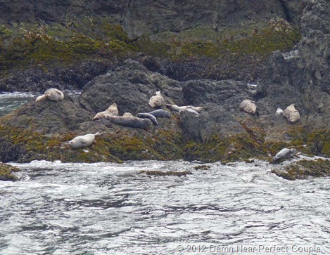 Harbor Seals on Elephant Rock