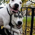 Funny dumb dogs - Cute and funny dog fail compilation - Funny dog Videos 2014