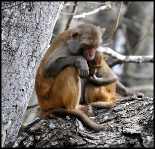 08 - Animals - Monkey 6 - female and baby