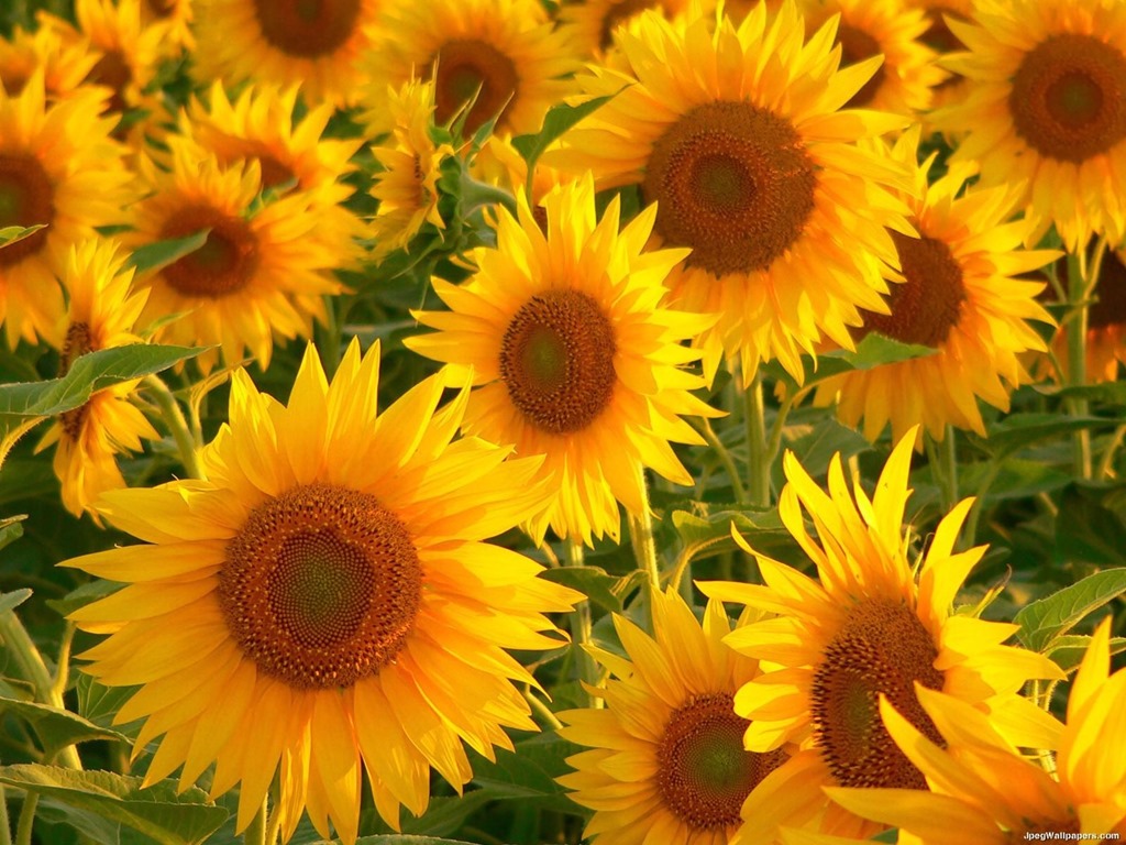 [Sunflowers-4%255B2%255D.jpg]