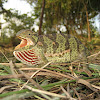 Flap necked chameleon