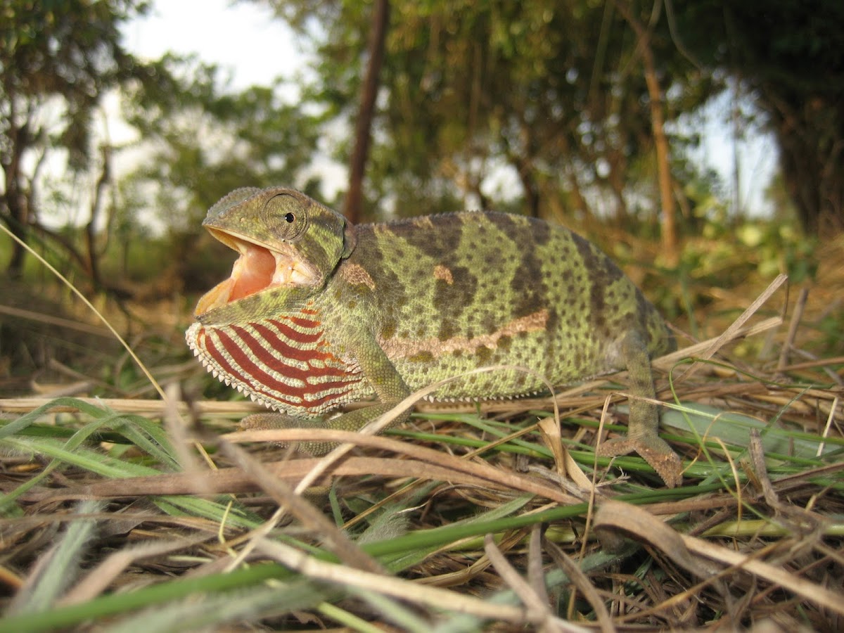 Flap necked chameleon