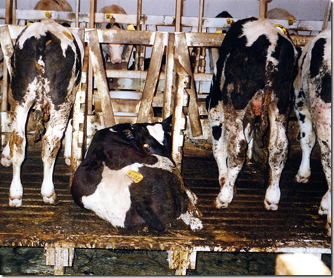 Cows - bred and drugged so they produce massive amounts of milk.  They are impregnated so they will produce milk, but the babies are removed from them and sent to veal farms.