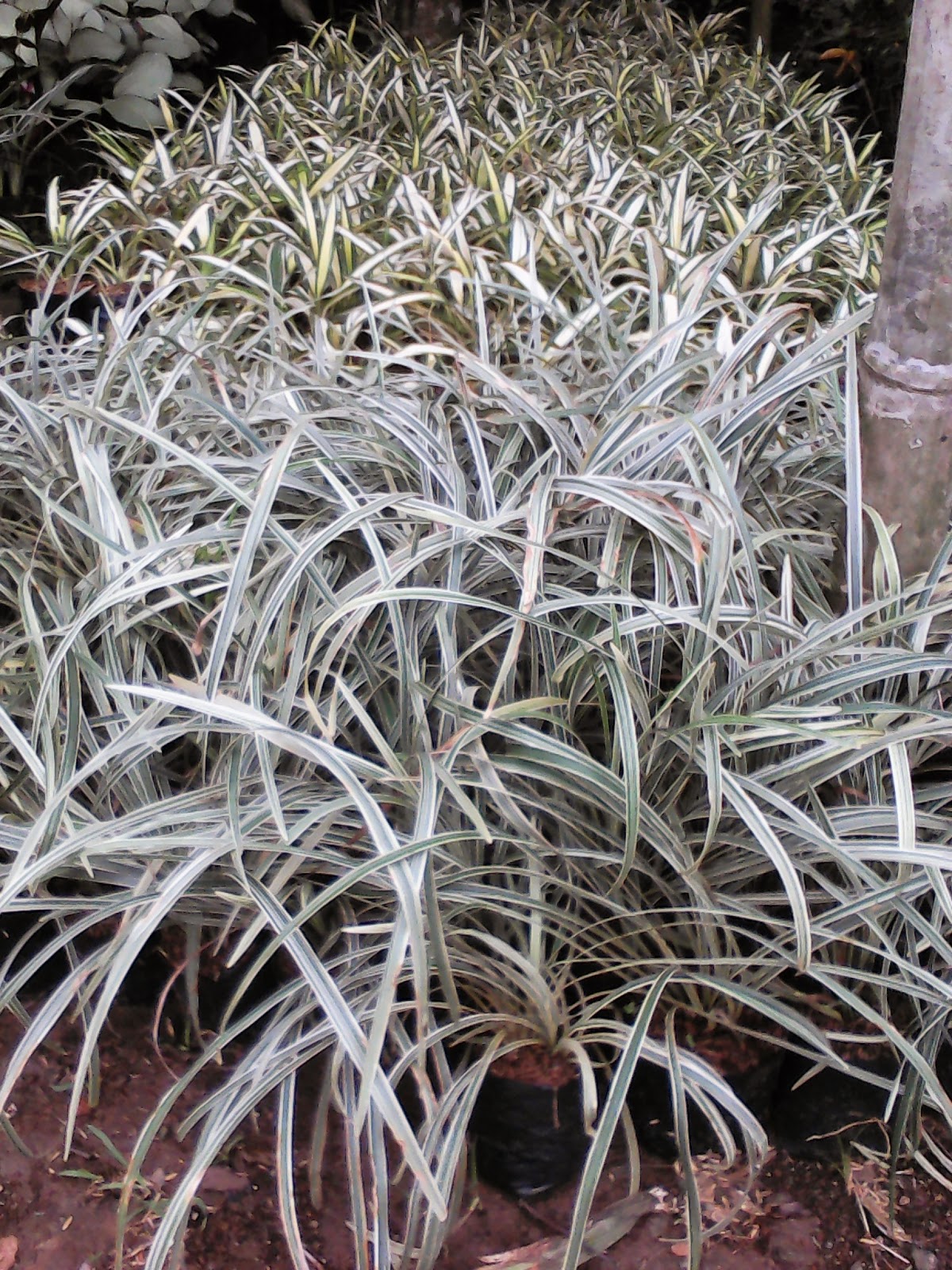 jual pohon alang-alang putih