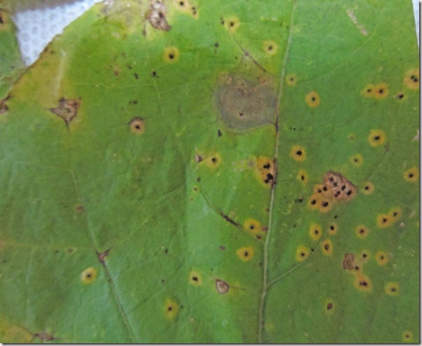 Blight characterized by brown spot surrounded by yellow halo