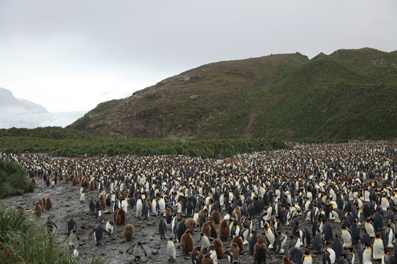 penguin-colony4