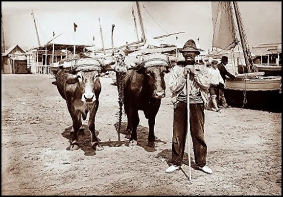 la pesca del bou 1920 las arenas