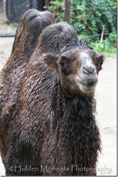 Wet Camel 2