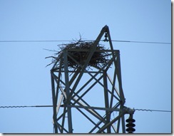 Ospey Nest