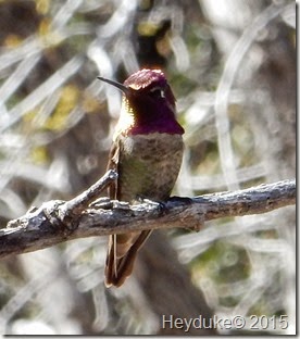 Madera Canyon Annas Hummingbird