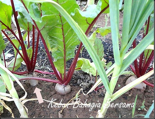 Cylindrical beets growing