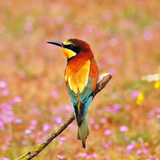 Hd-146250-ascw146250