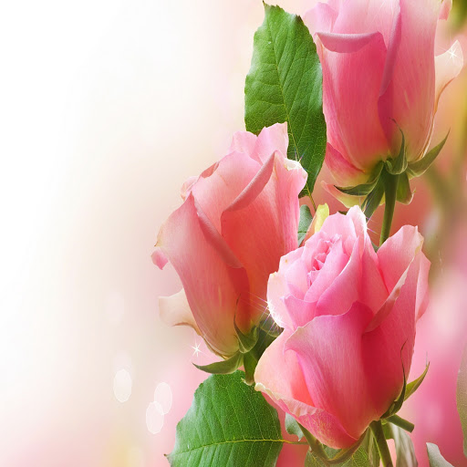 Hd-132677-ascw132677