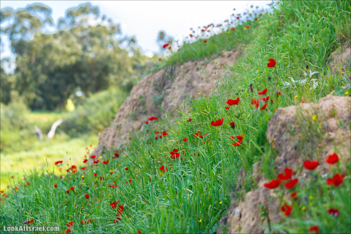 Анемоны (каланиет) пустыни Негев - Фестиваль Даром Адом в LookAtIsrael.com - Фото путешествия по Израилю | Red South festival of anemones in Negev | דרום אדום - קלניות בבארי
