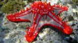 Biodiversité étoile de mer de Linck