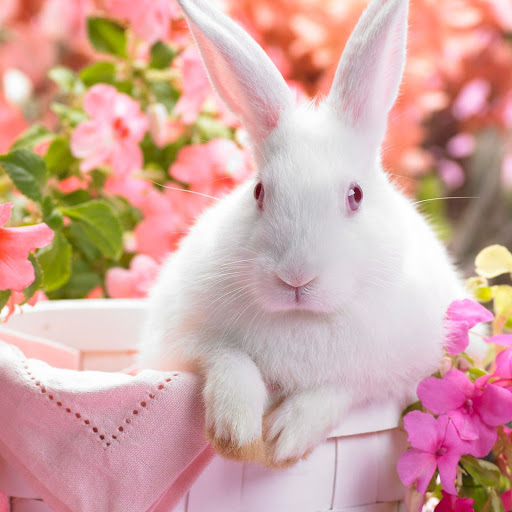 Hd-146721-ascw146721