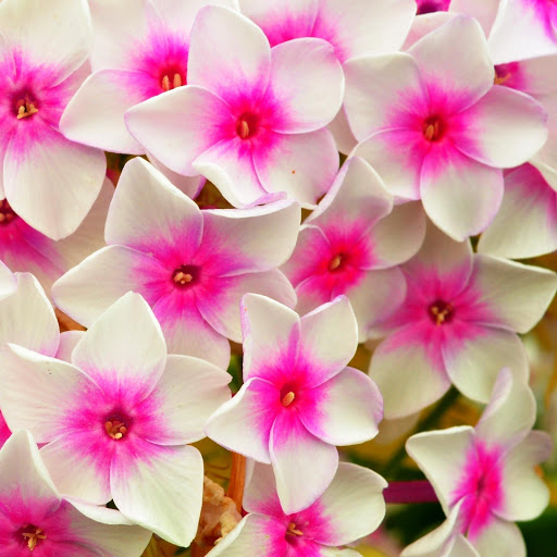 Hd-151062-ascw151062