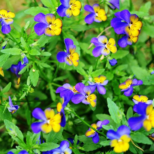 Hd-146650-ascw146650