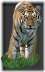 tigres (7)