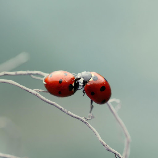 Hd-179730-ascw179730