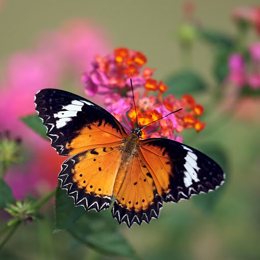 Hd-161054-ascw161054