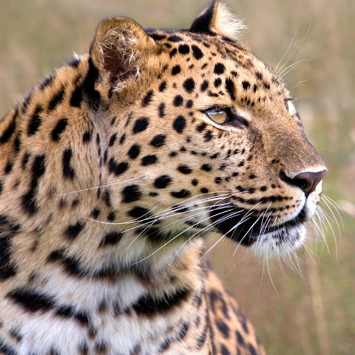 Hd-180429-ascw180429