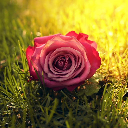 Hd-176978-ascw176978