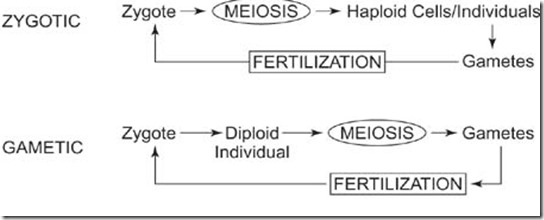 Difference between Zygotic Meiosis and Gametic Meiosis