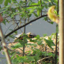 Red Eared Sliders