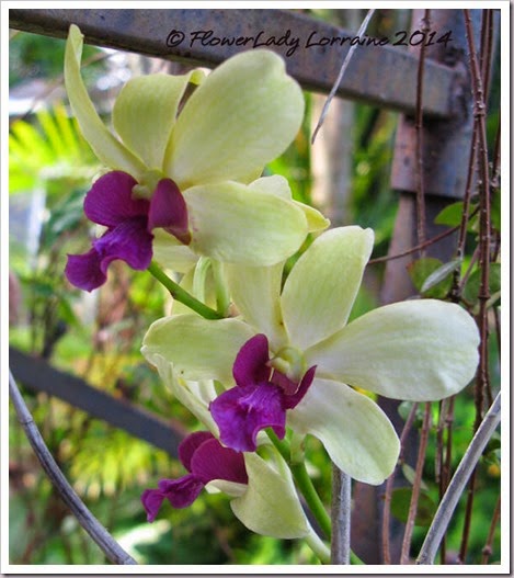 06-30-d-orchid
