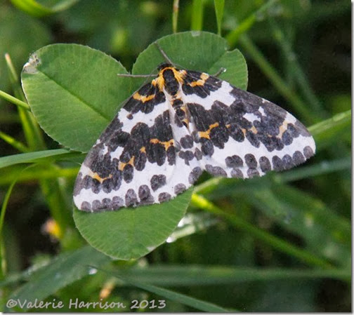 magpie-moth (2)