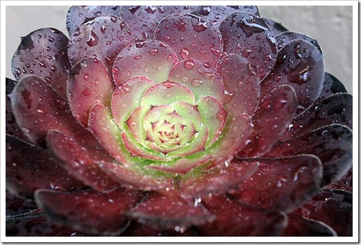 111005_rain_aeonium_catlin