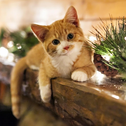 Hd-176264-ascw176264