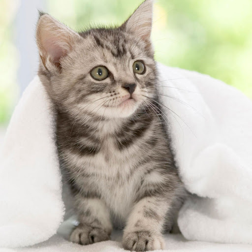 Hd-136548-ascw136548