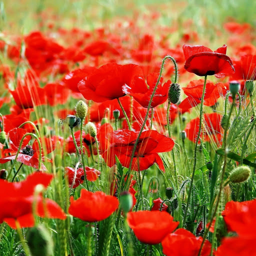 Hd-142244-ascw142244