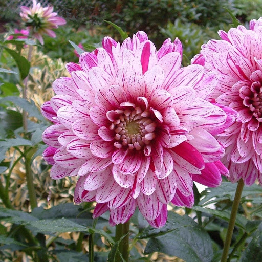 Hd-143608-ascw143608